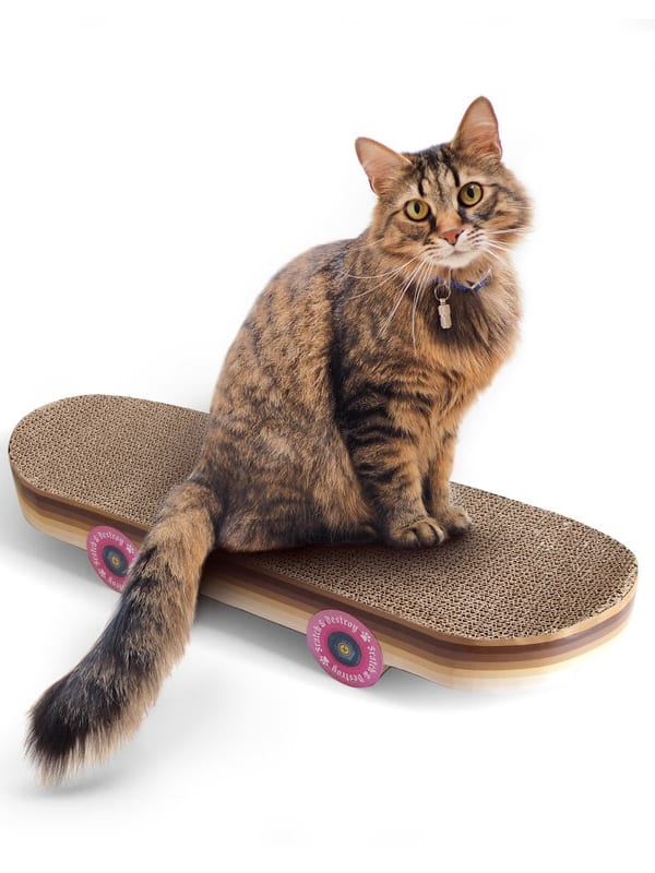 Suck UK - skateboard cat scratch, at is sat on a skateboard