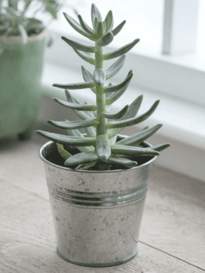 Garden Trading Small Plant Pot with succulent on window ledge