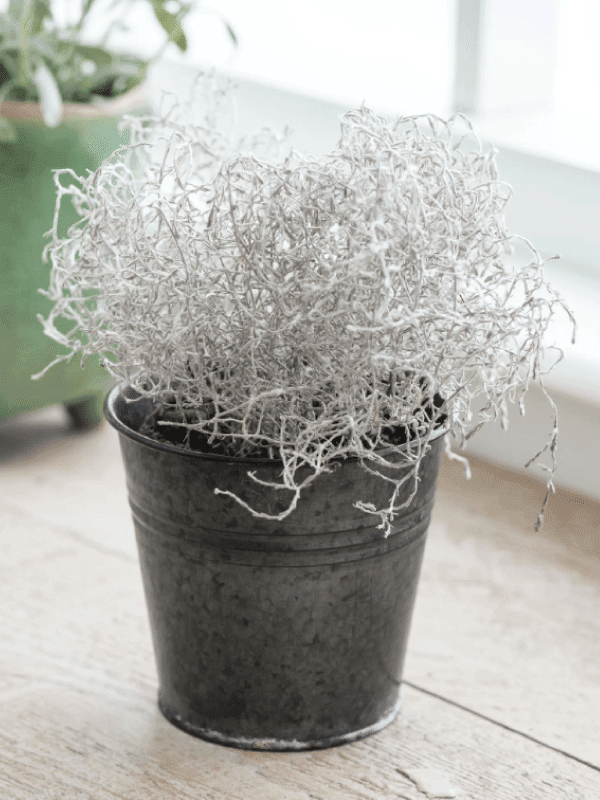 Garden Trading indoor plant pot on a kitchen worktop