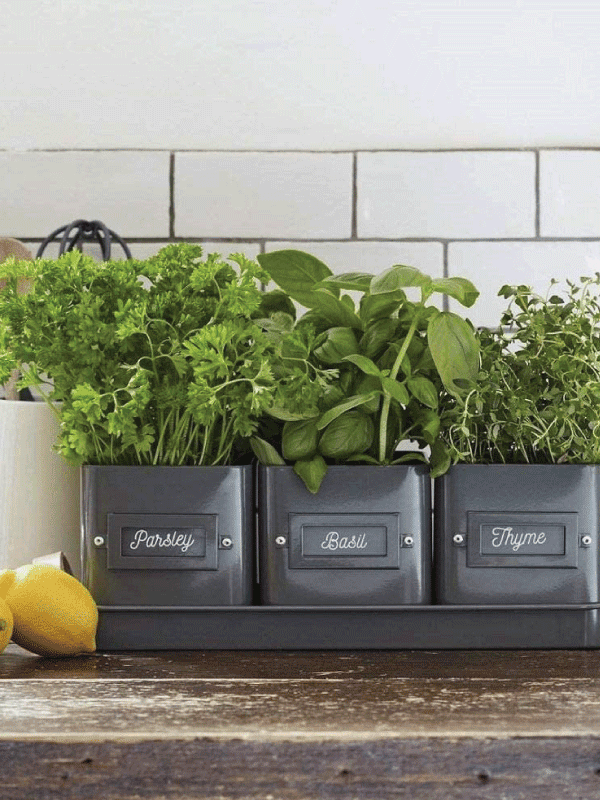 Burgon & Ball Herb Pots Charcoal coloured in a kitchen