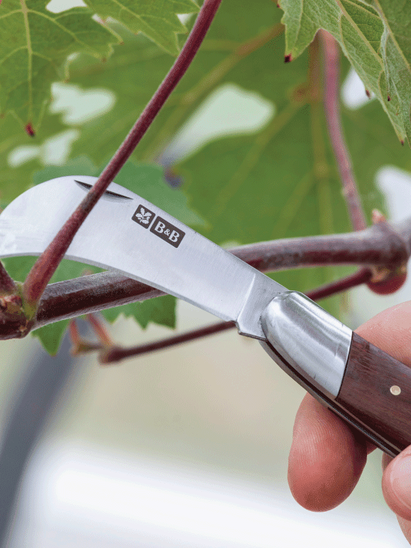 Burgon & Ball National Trust pocket knife being used on a tree in a garden