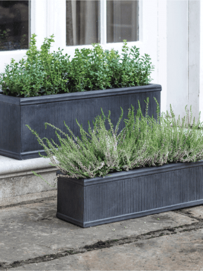 Green plants and herbs in the Bathford garden troughs