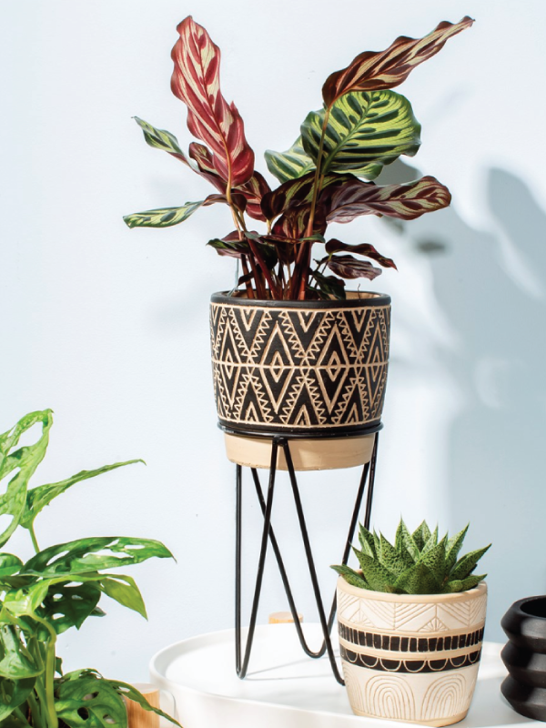 house plant in a nomad style planter with a wire stand