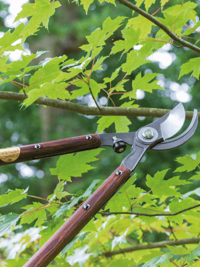 Garden loppers being used on a tree branch in a garden