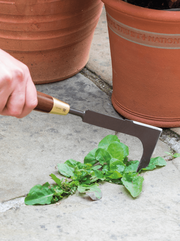 garden weeder being used on a patio weed