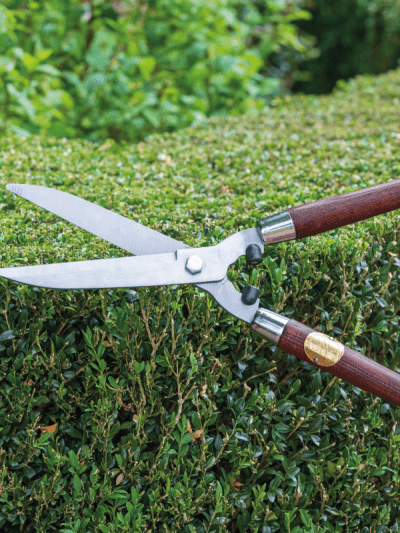 Garden hedge shears being used on a privet