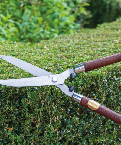 Garden hedge shears being used on a privet